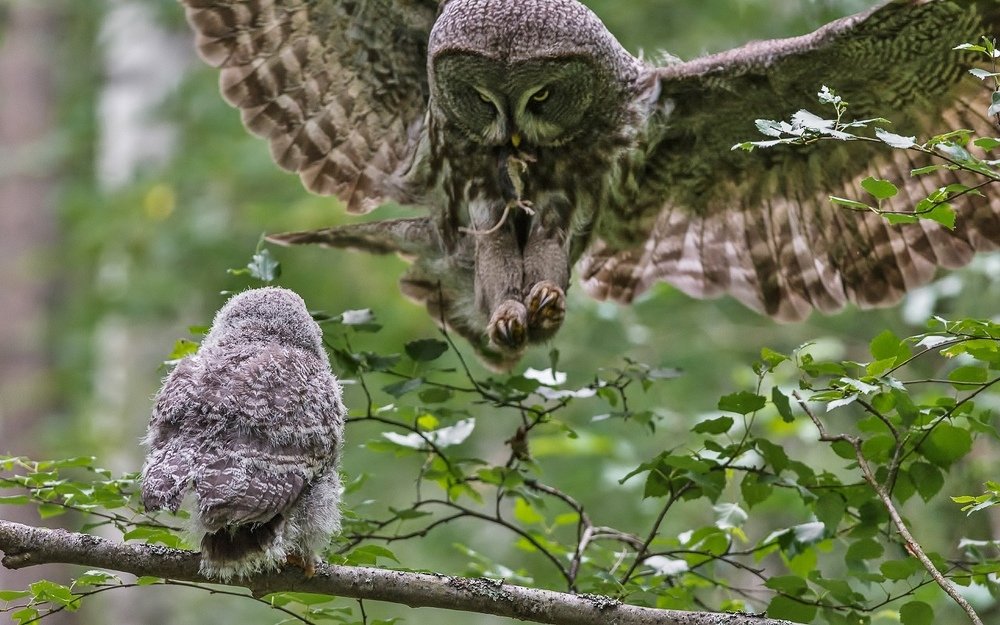 Неясыть бородатая. Семейный обед.