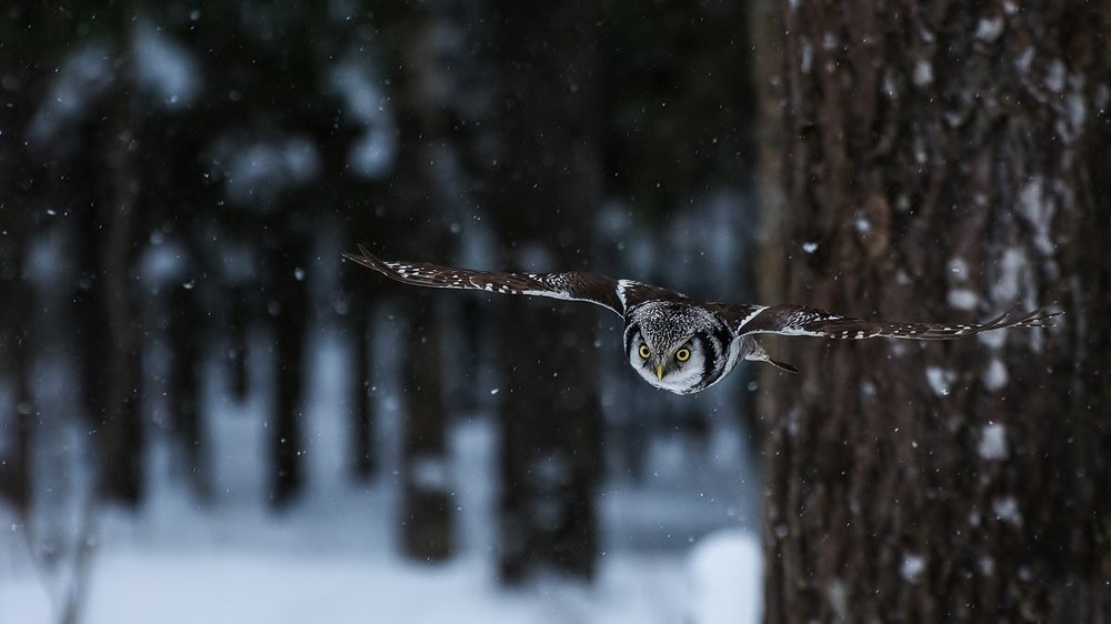 Сова ястребиная.
