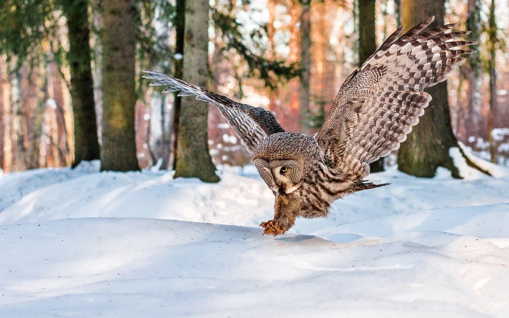 Неясыть бородатая на охоте.