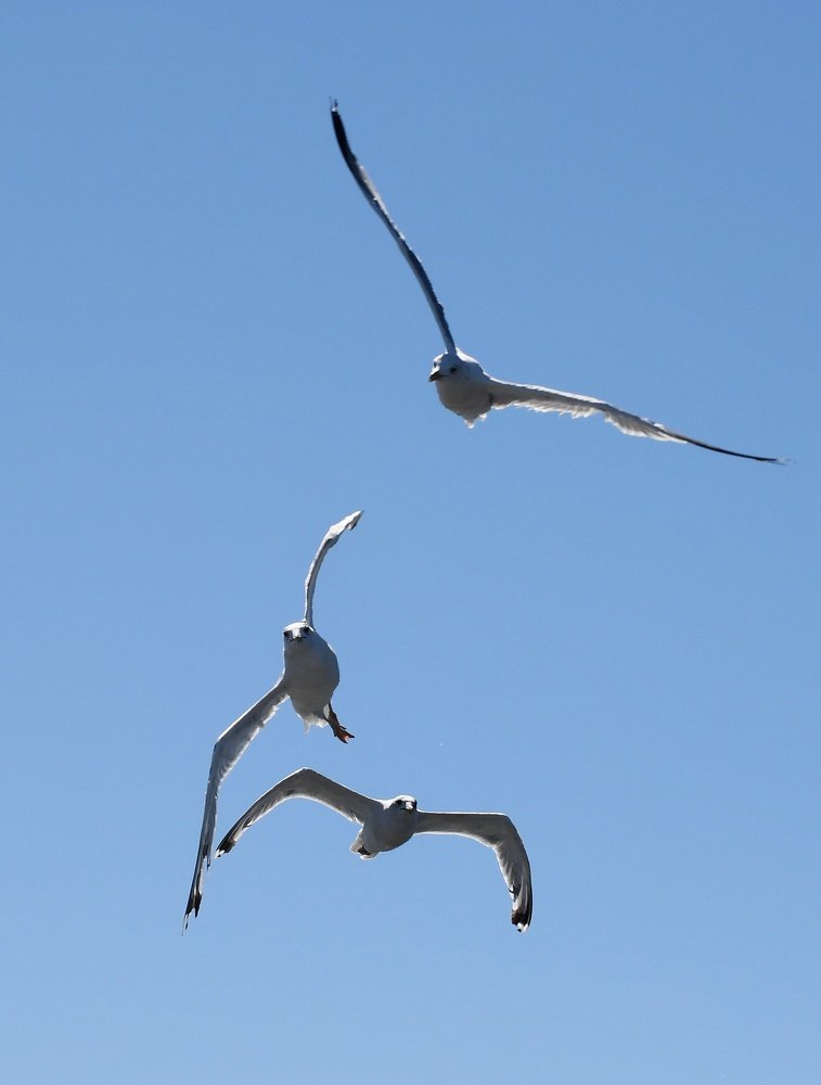 Фотография автора Дмитрий Чуфаров