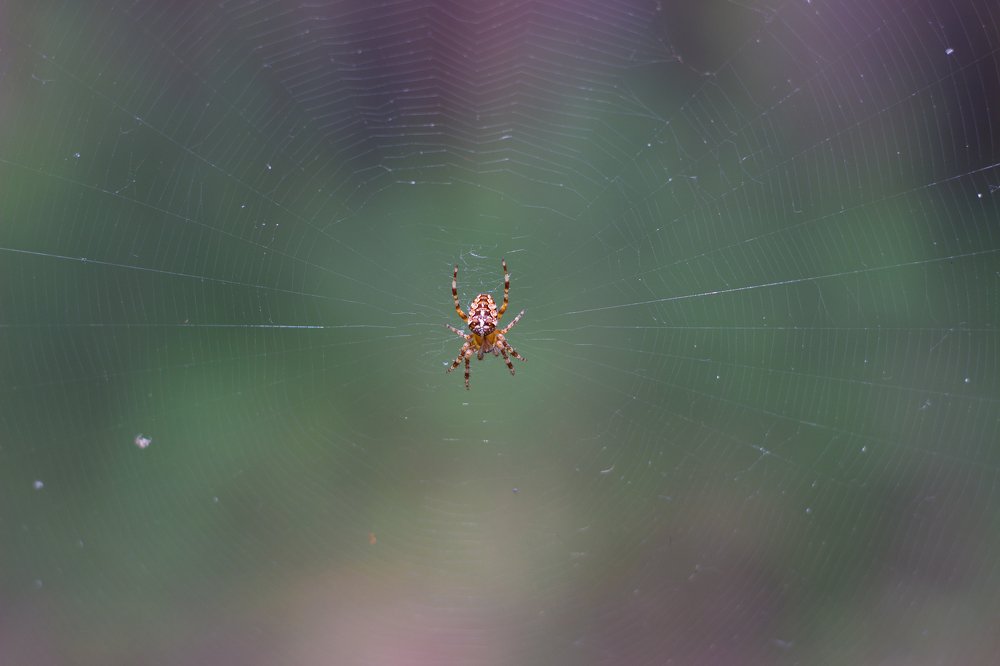 Photograph by Константин Искучеков