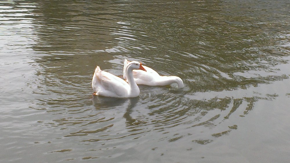 Фотография автора Darling Varma