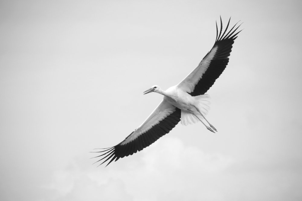 Photograph by Наталья Манусова