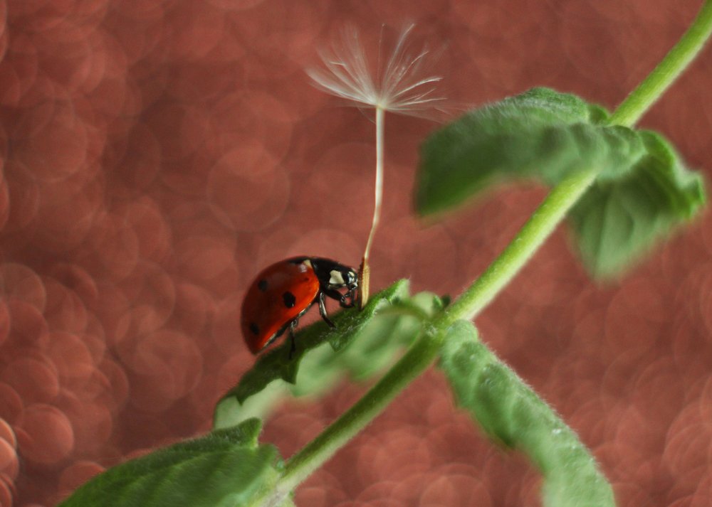 Фотография автора Анна Кравченко