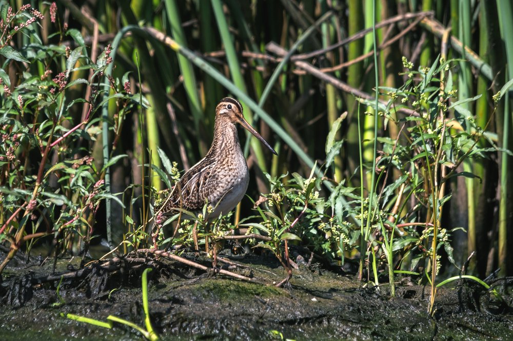 Бекас - "трудная мишень"!