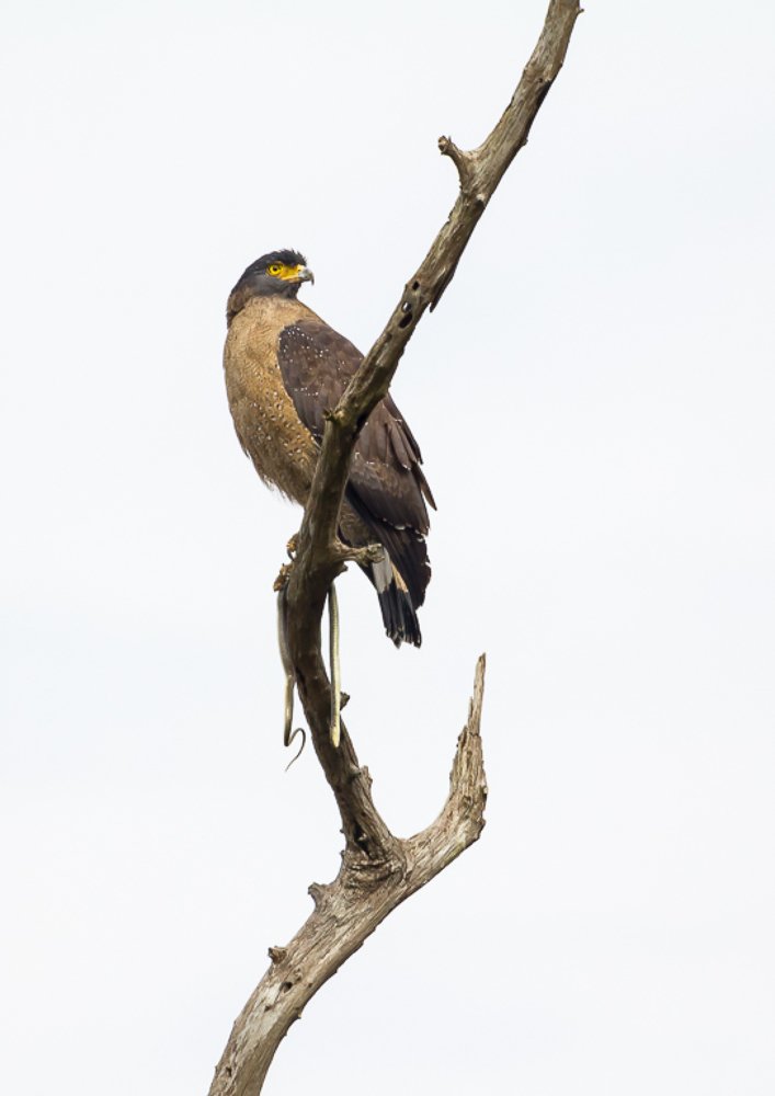 Photograph by Pramod Pramod