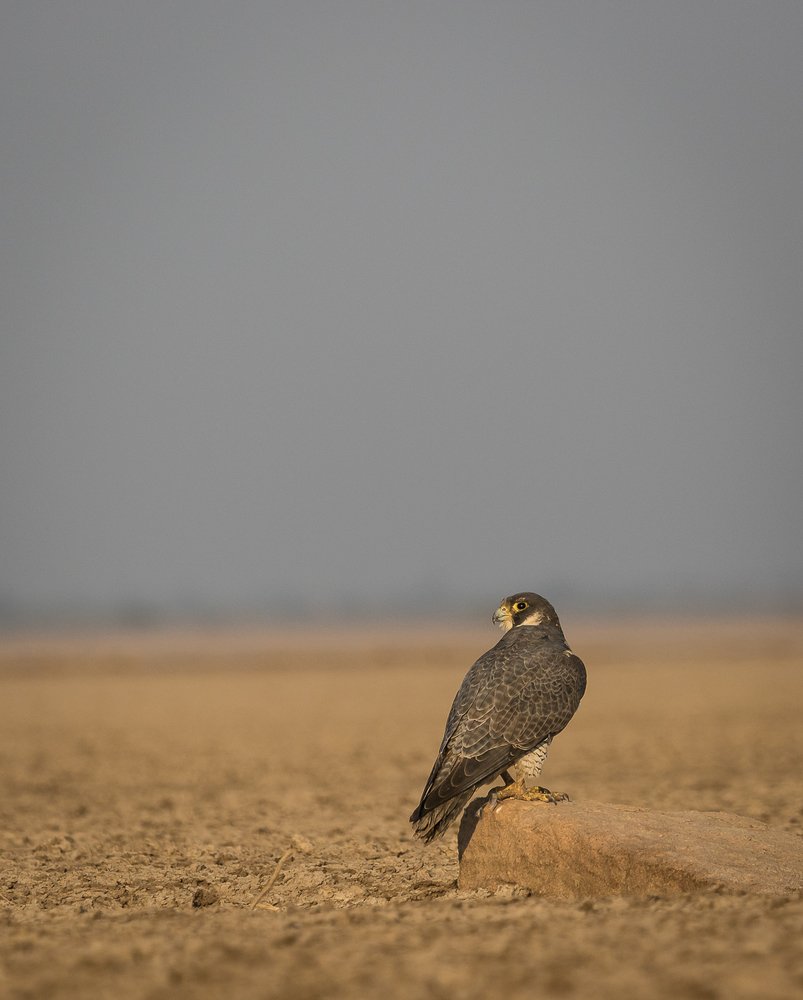 Photograph by Pramod Pramod