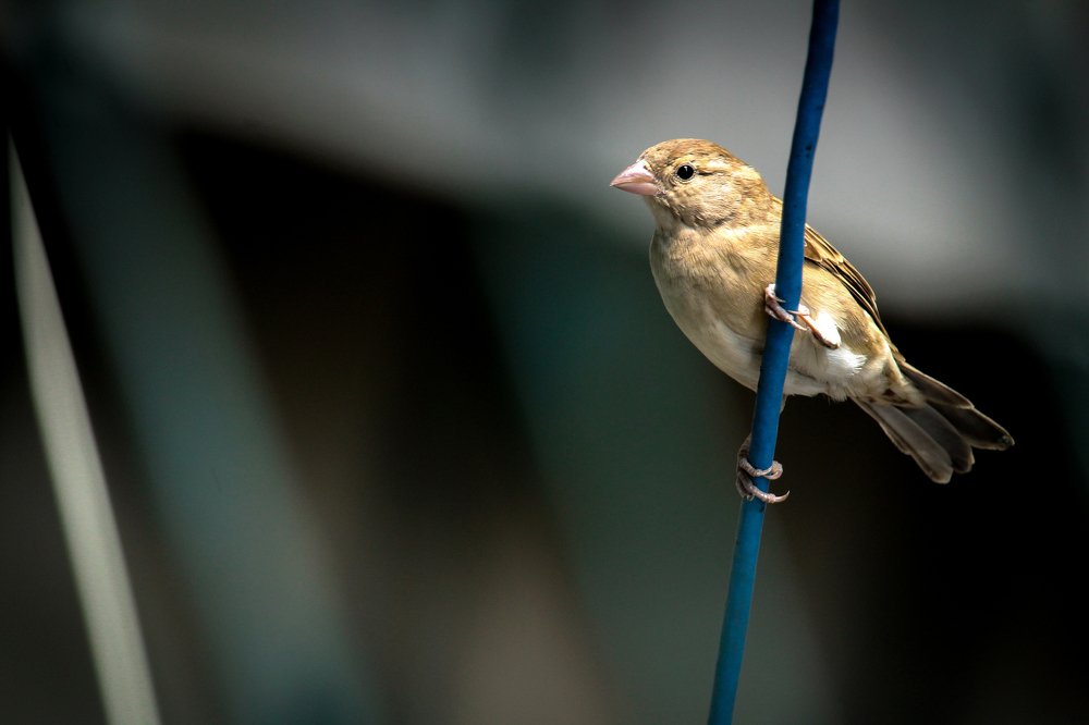 House Sparrow