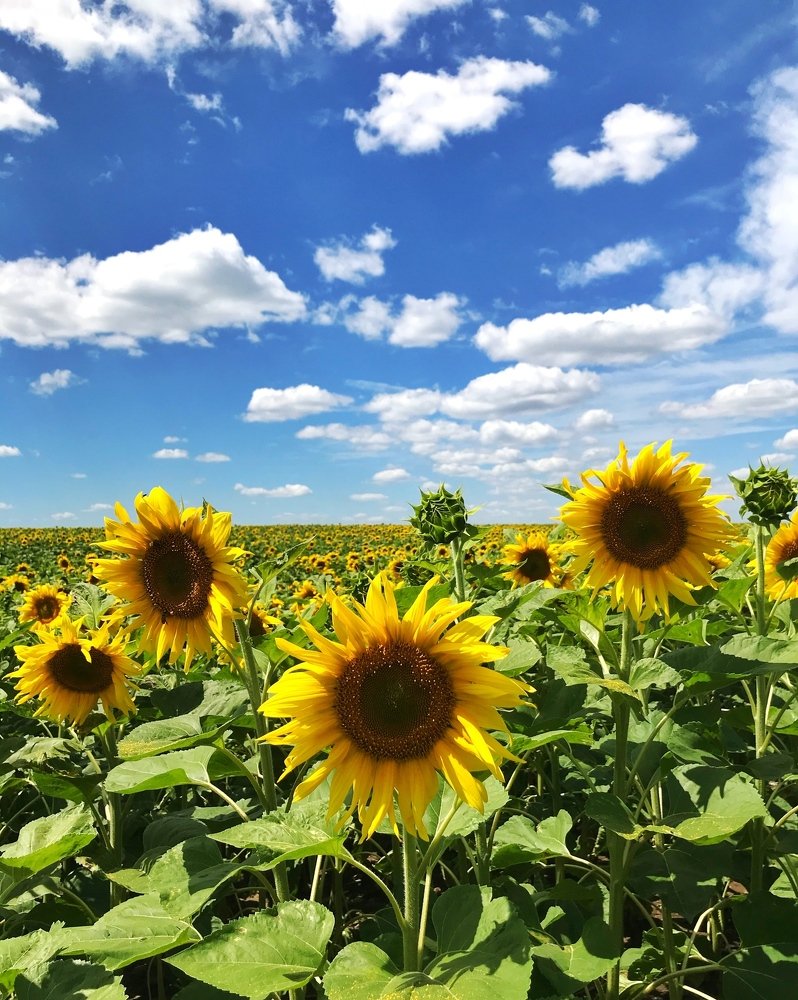 Фотография автора Евгения Илина