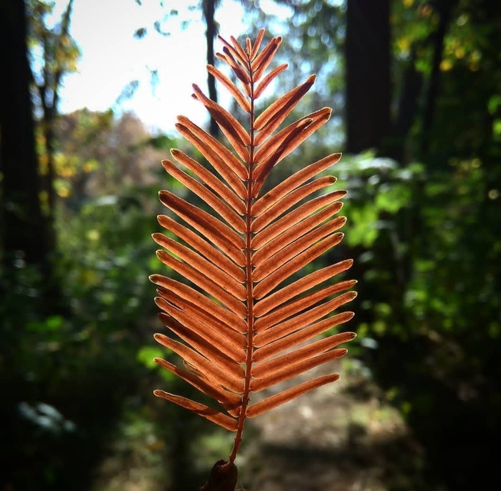 Autumn leaf.