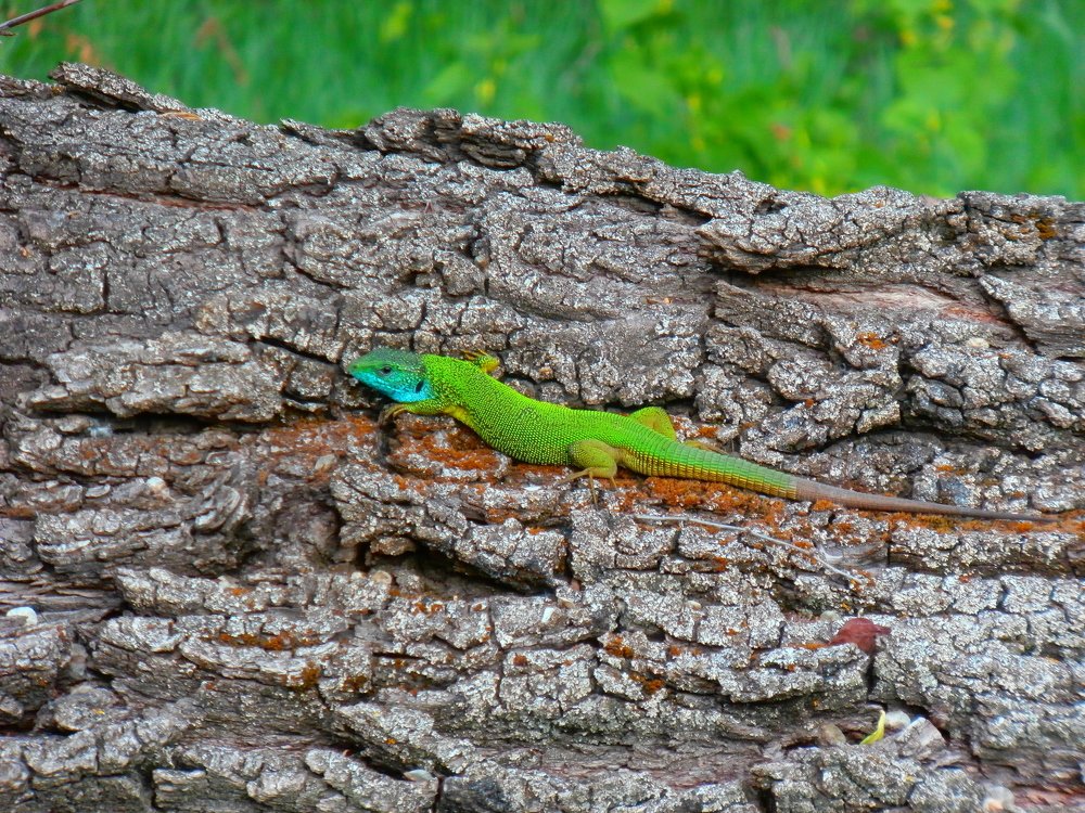 Удивительная встреча.