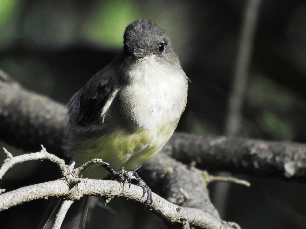 Photograph by Josée Beauchemin