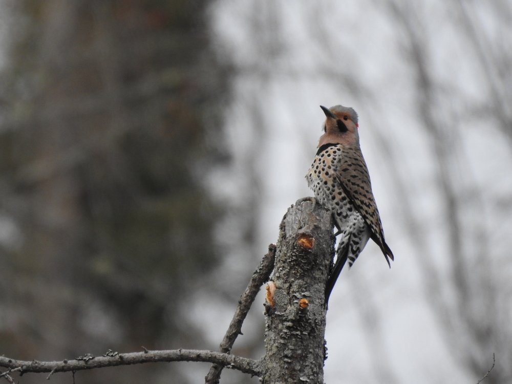 Photograph by Josée Beauchemin