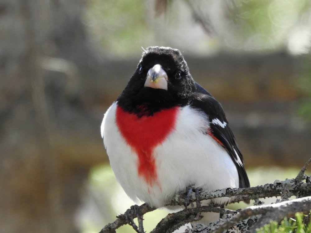 Photograph by Josée Beauchemin