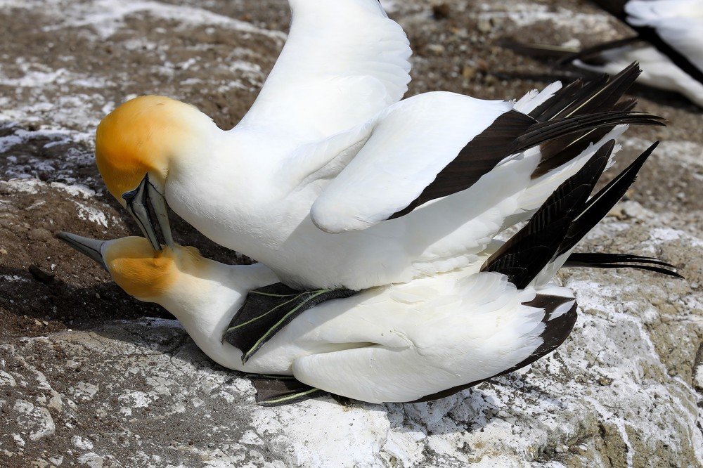 Gannets love