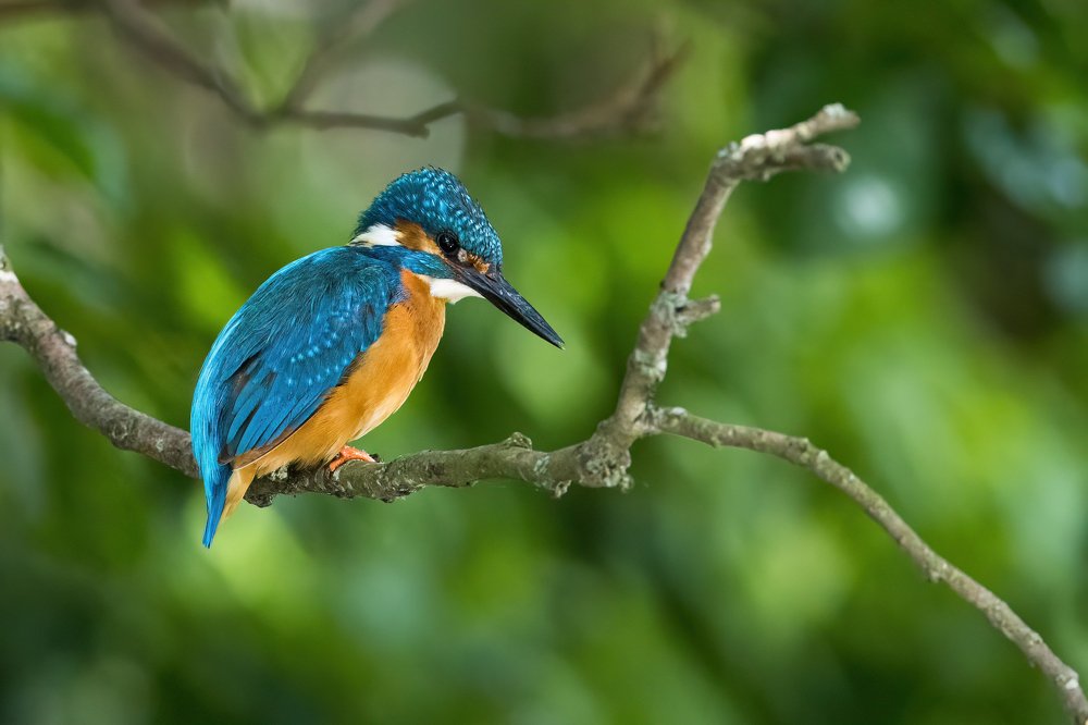 The mighty Kingfisher
