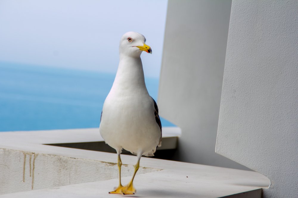 Photograph by Альфия Булатова