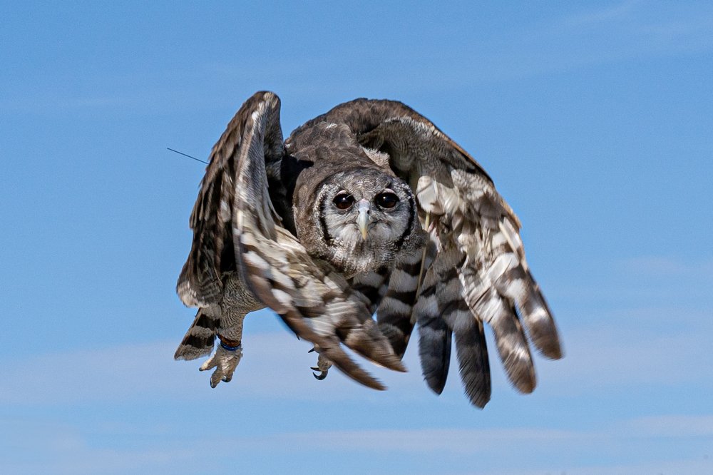 Photograph by Klaus Tesching