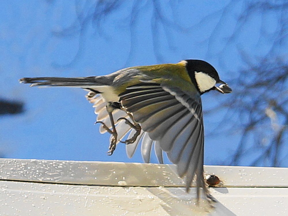 Лакомство....