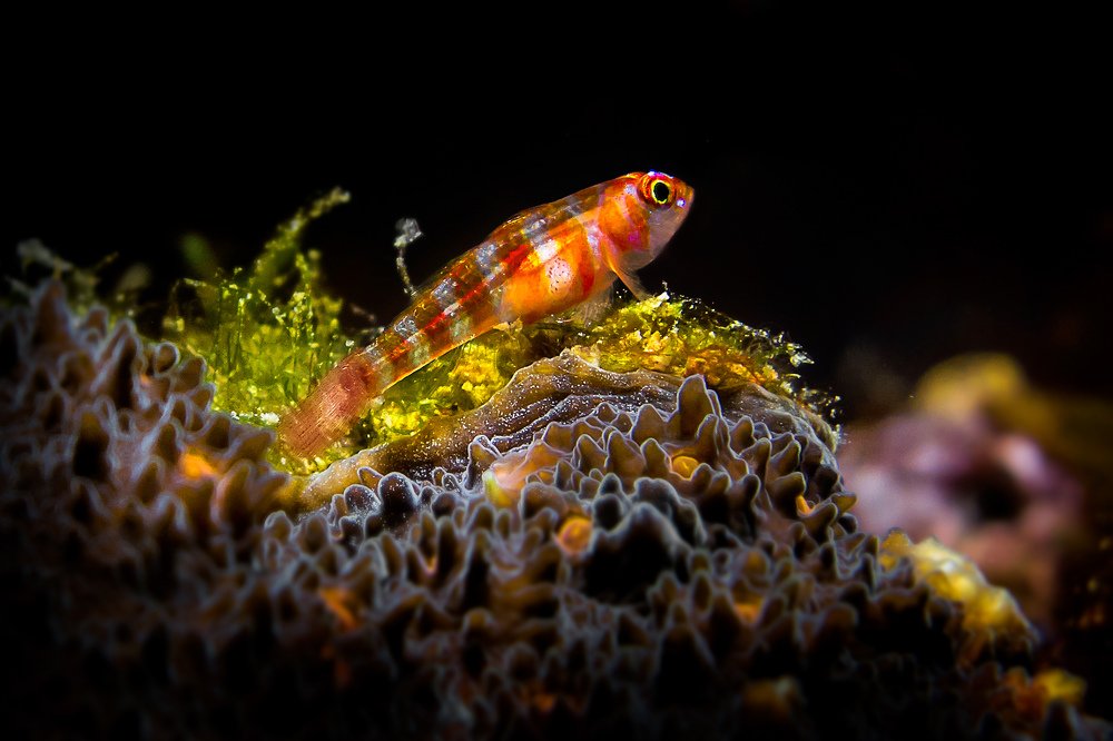 Photograph by Альт Эдуард