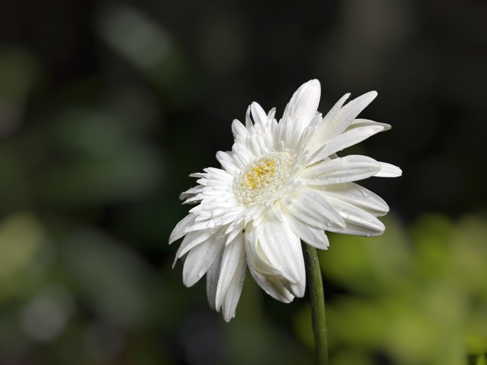 Photograph by Maxwel