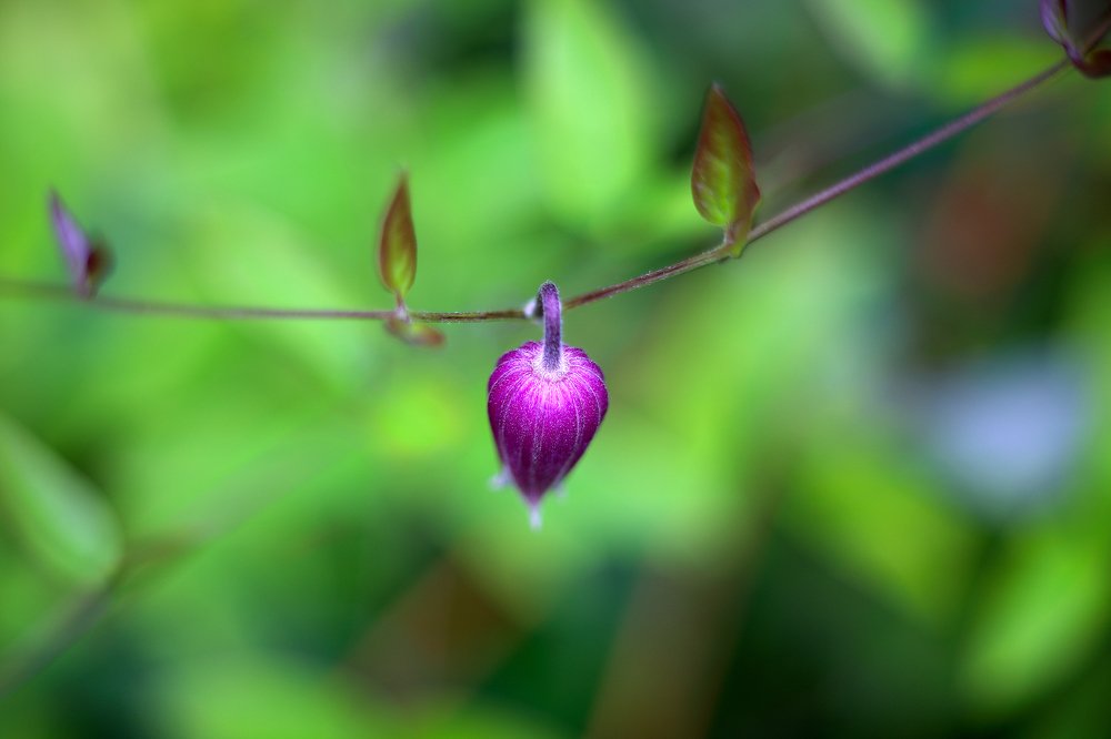 Бутон цветка клематиса.