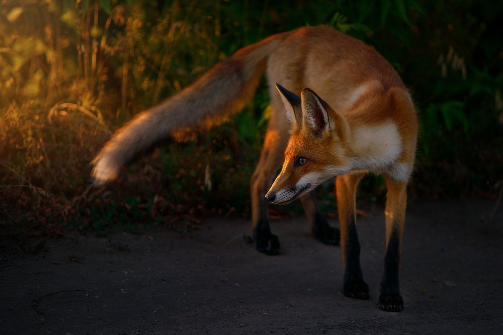 Photograph by Аркадий Саямов