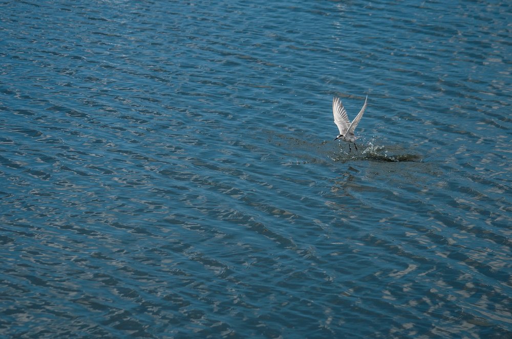 Photograph by Chamara Sulakkhana Polwatta Siriyalage