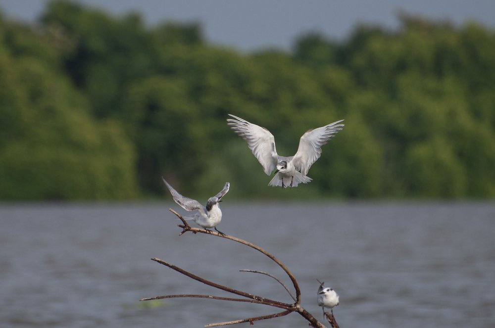 Photograph by Chamara Sulakkhana Polwatta Siriyalage