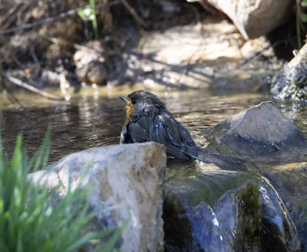 Фотография автора Инна Меркиш