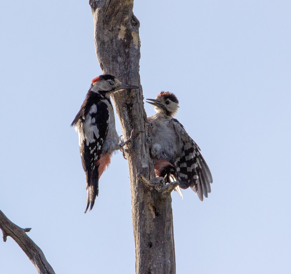 Фотография автора Инна Меркиш