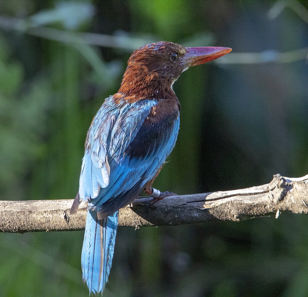 Фотография автора Инна Меркиш