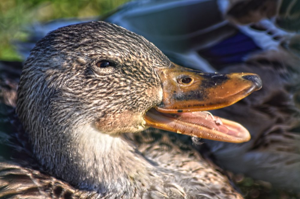 Фотография автора Коротков Алексей