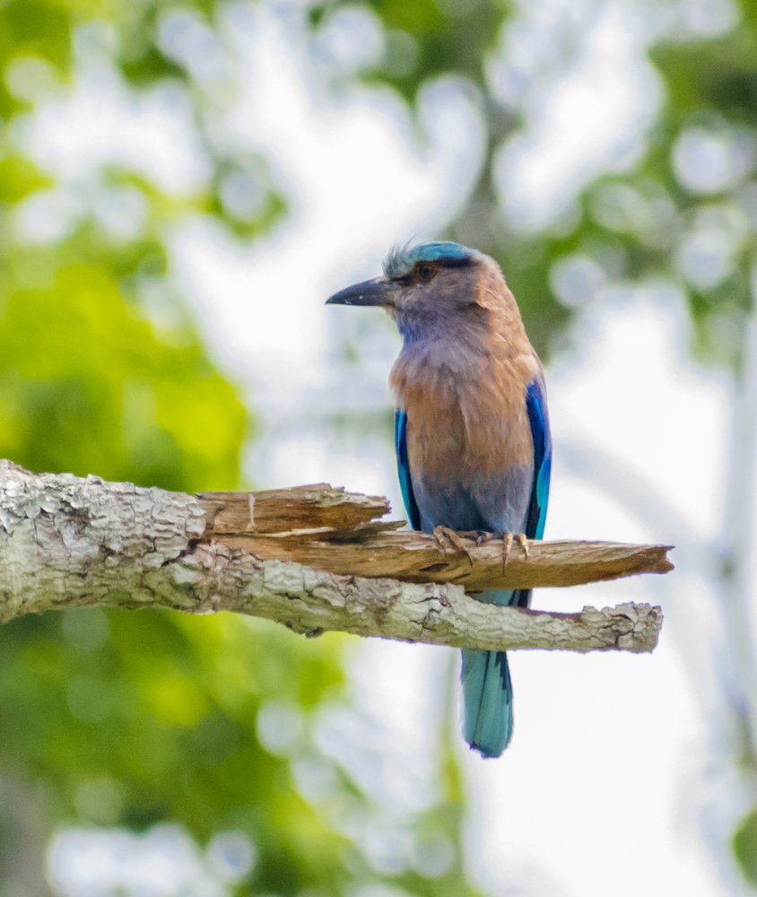 Photograph by Vivek Gogoi