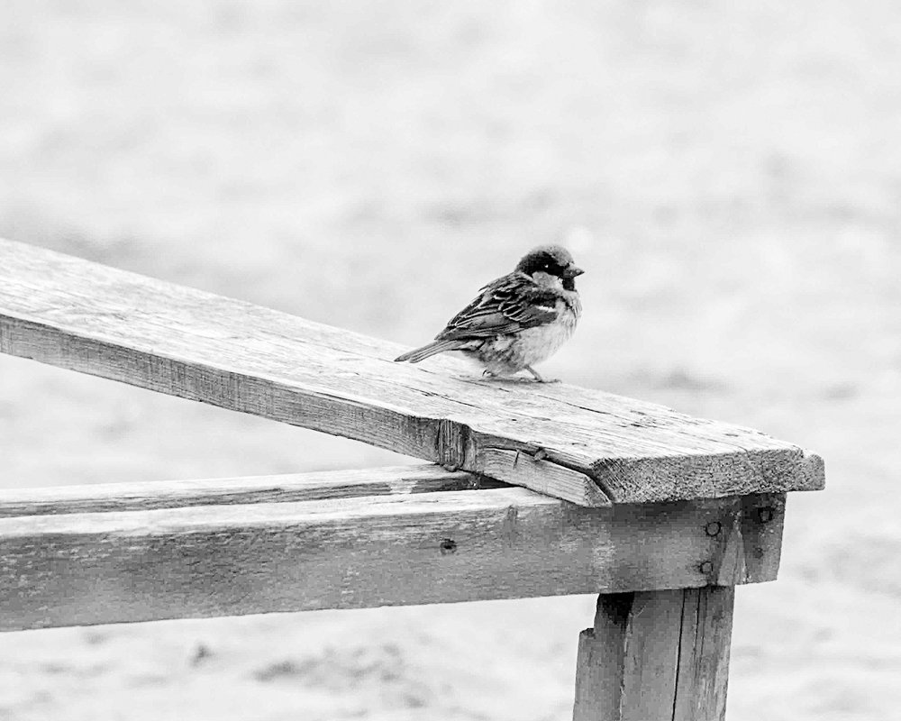 Photograph by tamaddon homayoun