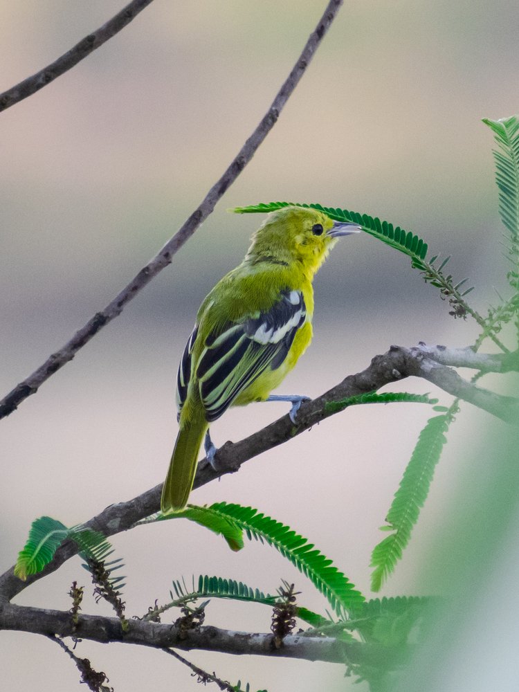 Photograph by Vivek Gogoi