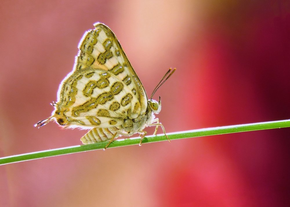 Photograph by Amin Ghaffarian