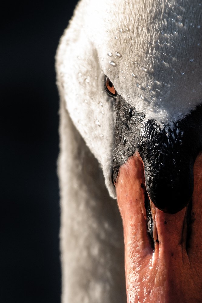 Photograph by Dominik Gugerli