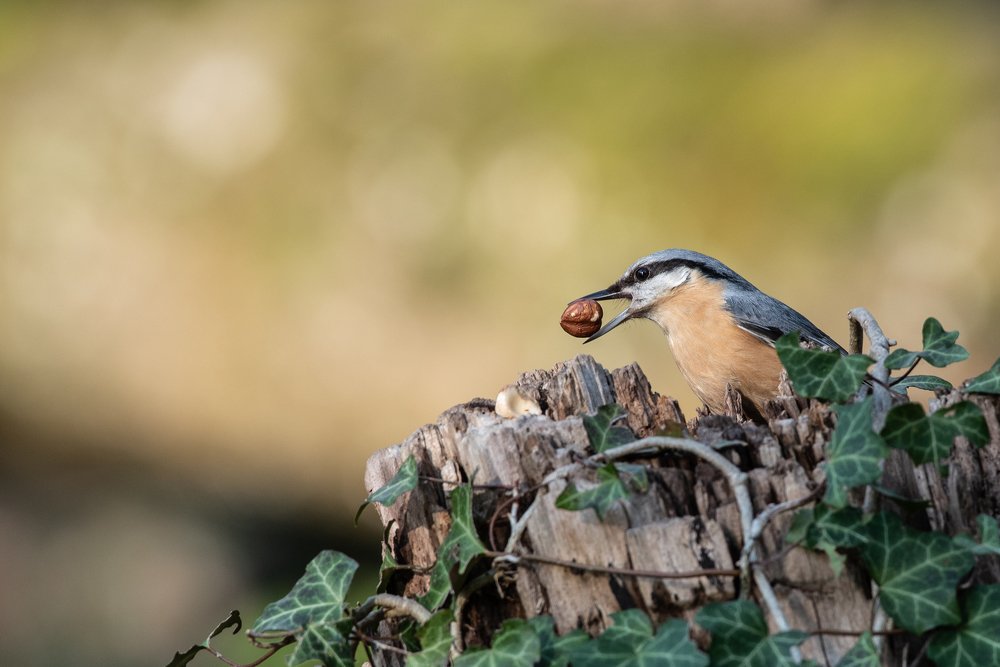 Photograph by Dominik Gugerli