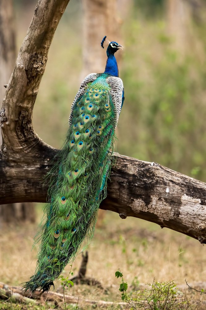 Photograph by Vishwanath Mukunda