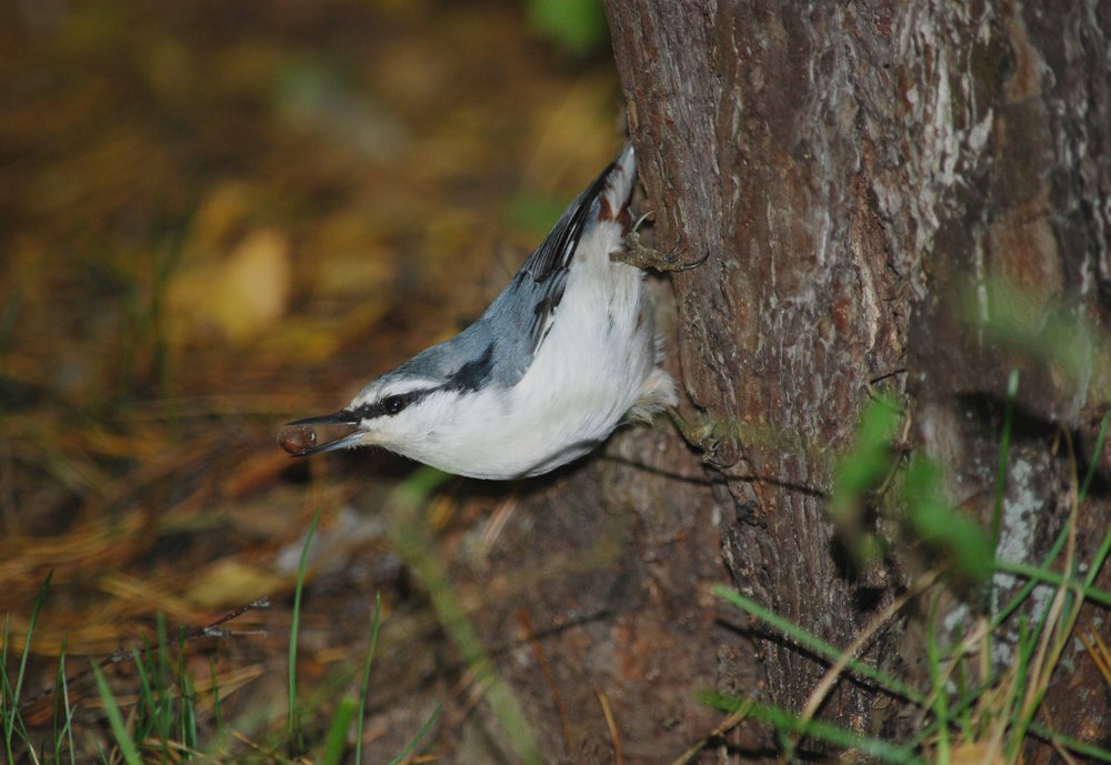 Photograph by Наталья Ченчикова