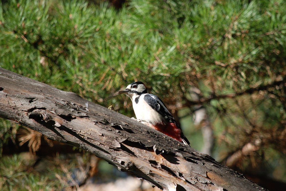 Photograph by Наталья Ченчикова