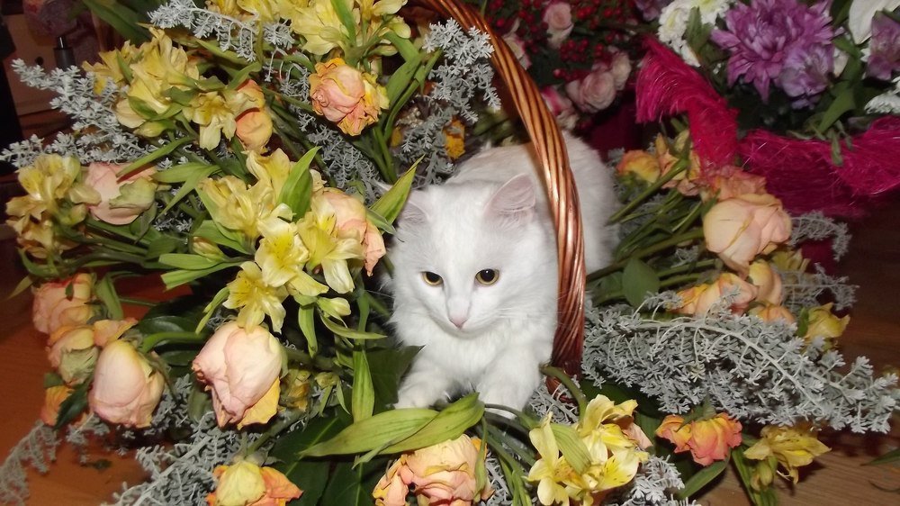 Photograph by Алина Голубева