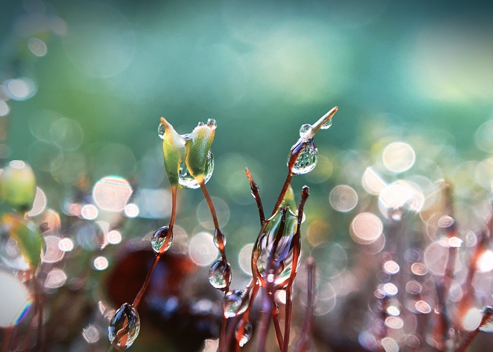 Волшебство летнего дождя