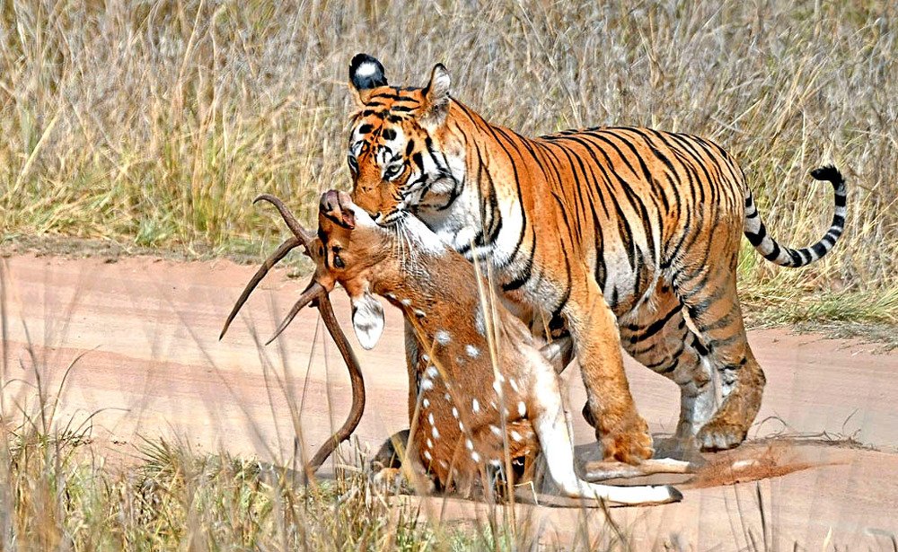 Photograph by Nirmalya Chakraborty