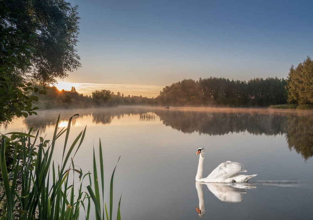 "А белый лебедь на пруду ..."