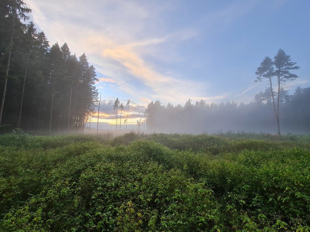 Туман на опушке