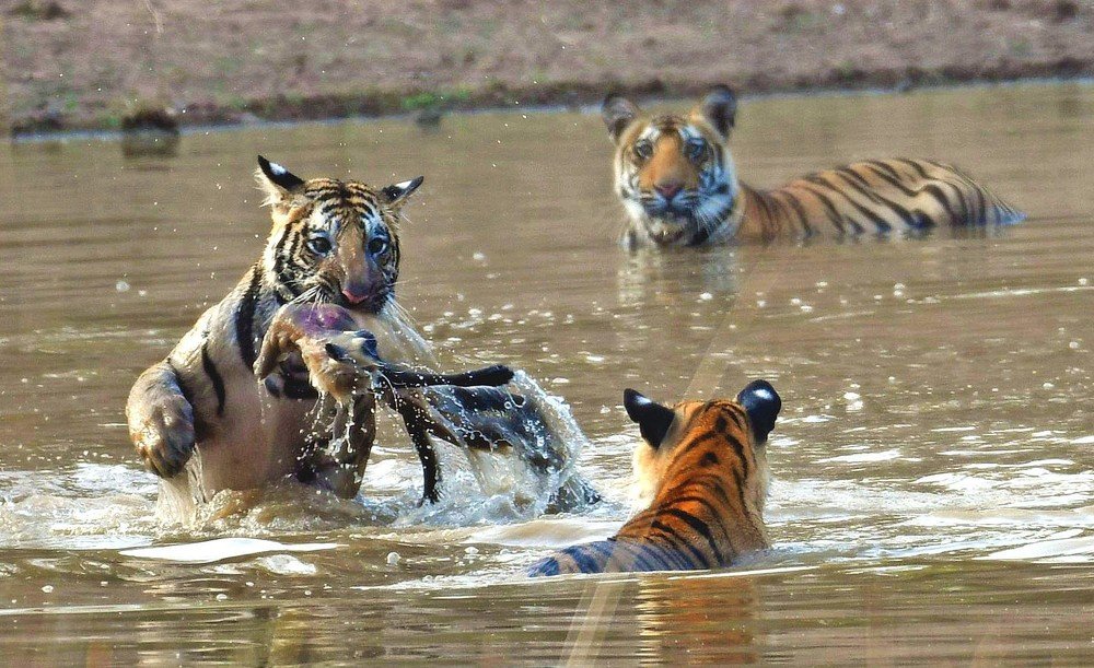 Photograph by Nirmalya Chakraborty