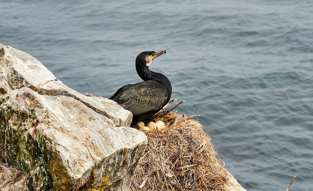 Photograph by Валерий Гончаров