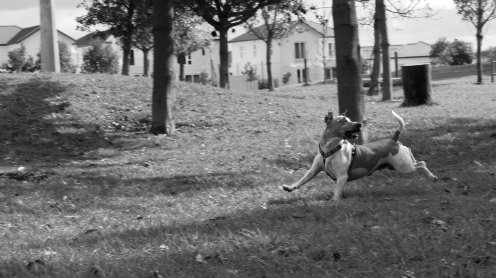 Sparky waiting to catch the ball